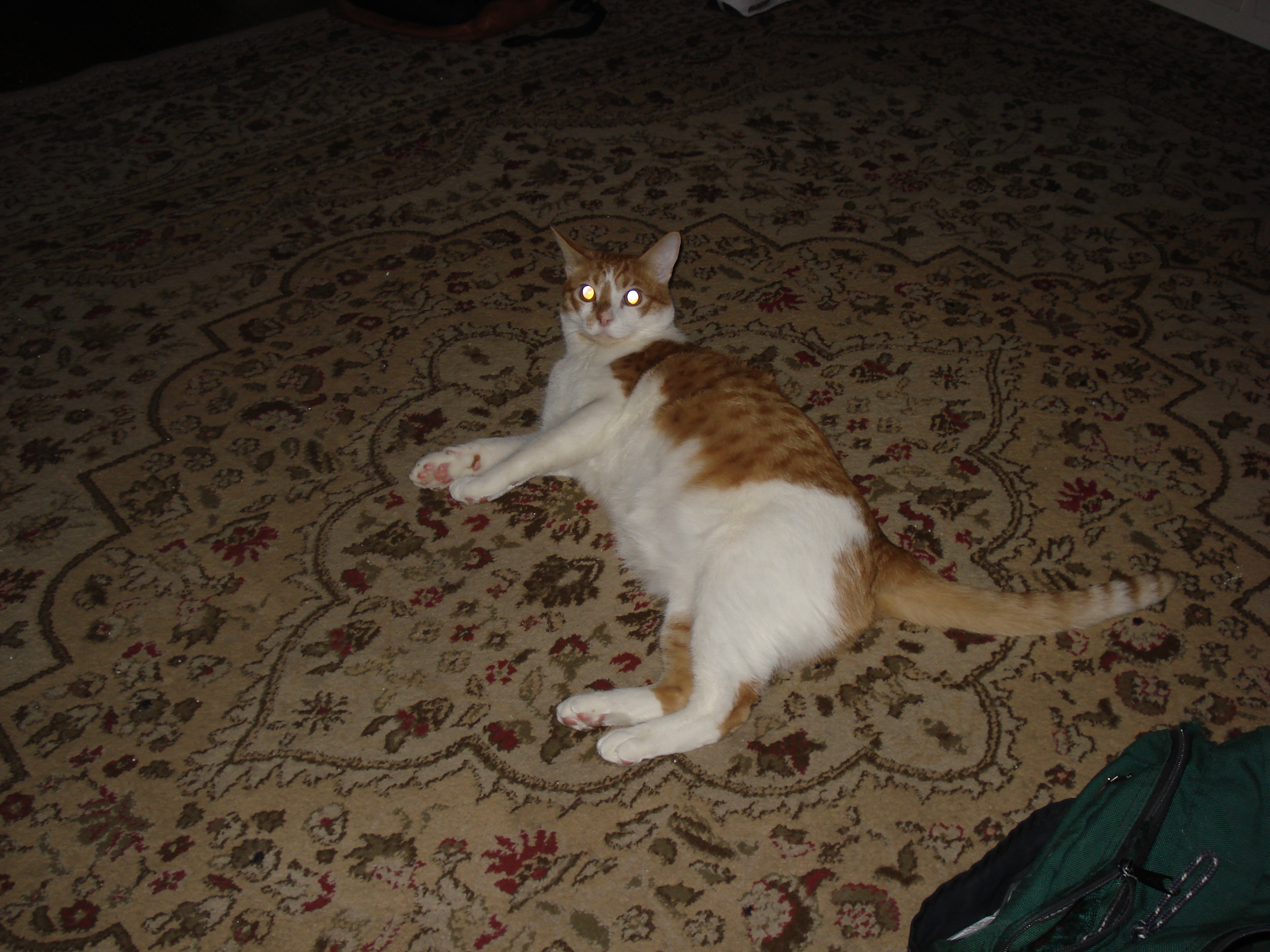 Cat picture