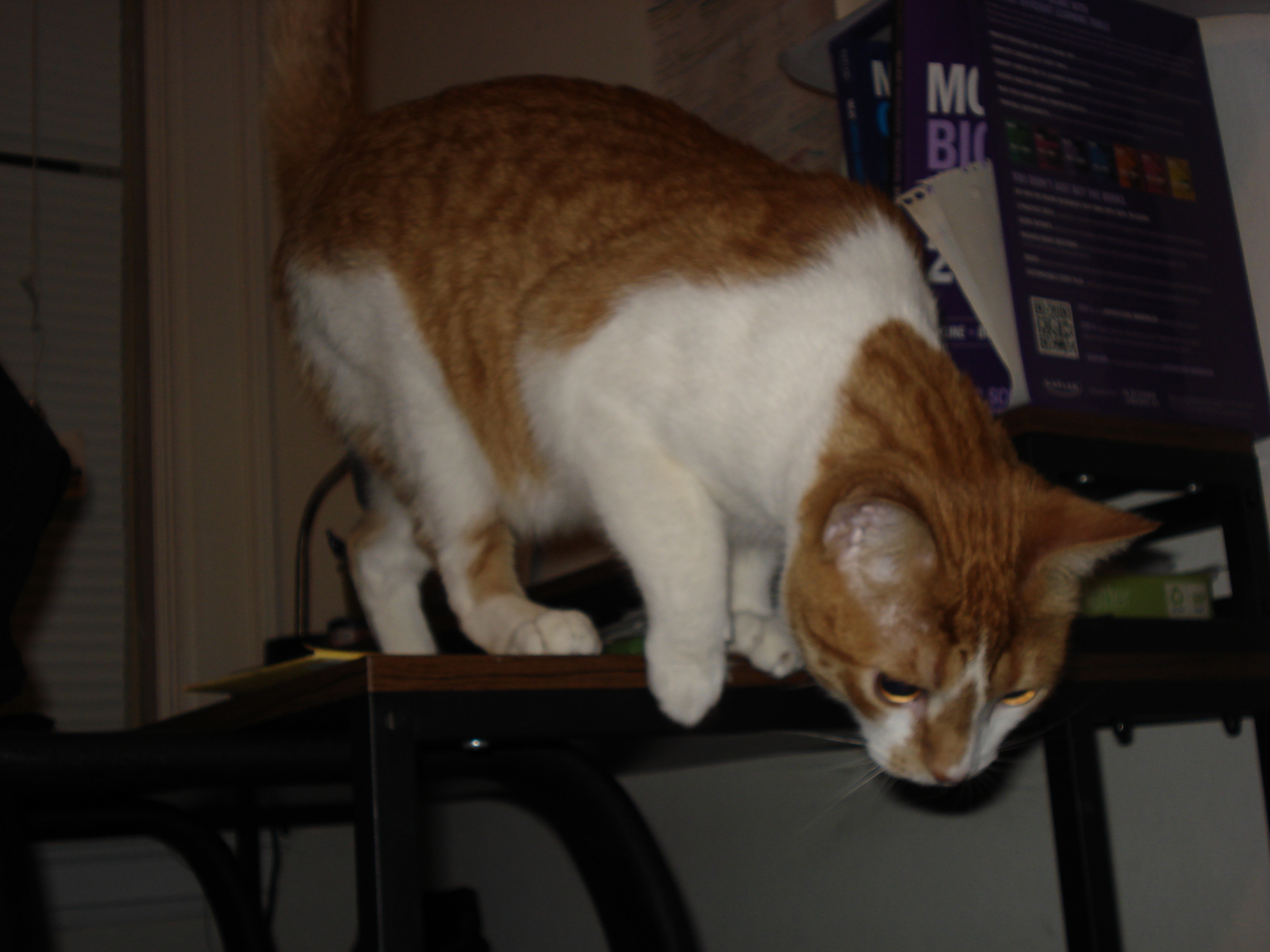 Cat picture